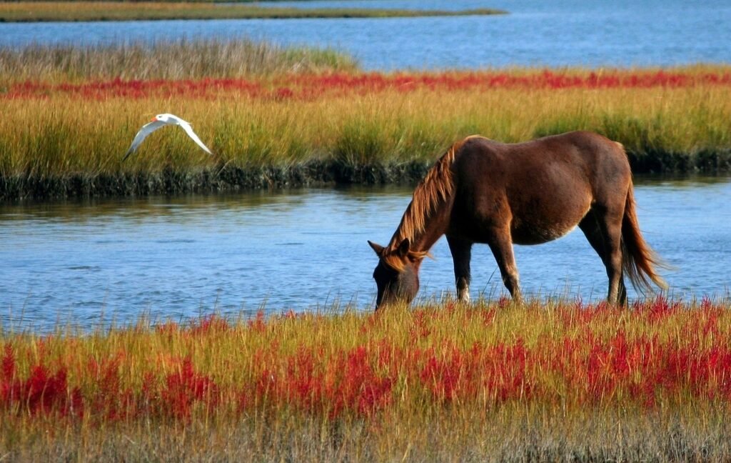 Make Money From Horses